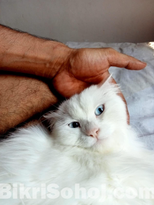 Persian cat